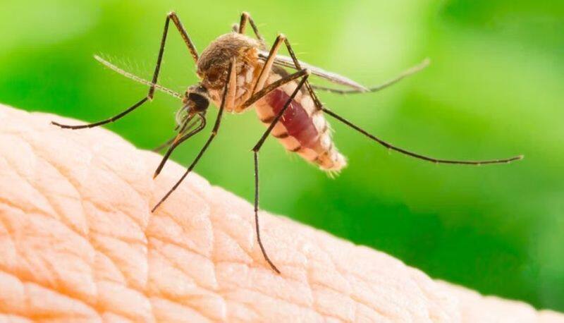 Puducherry scientists have discovered a new mosquito that can control dengue virus