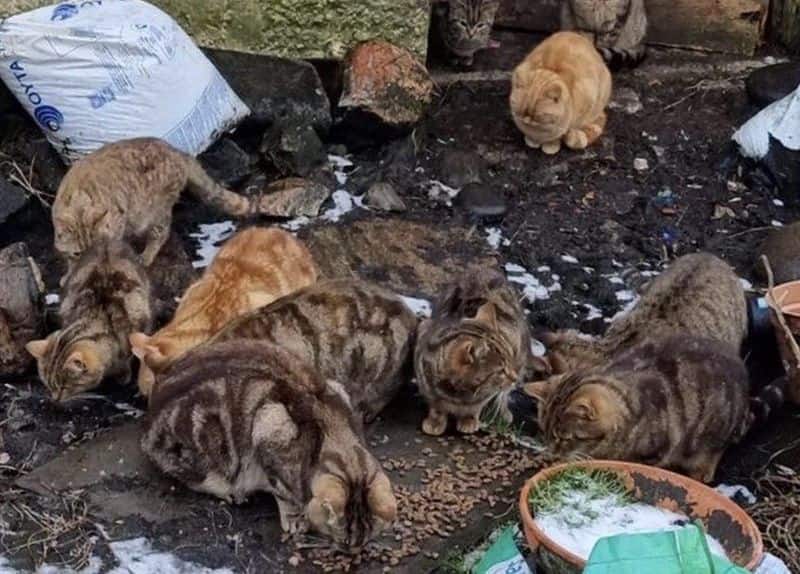 after death of owner 40 cats found in home 