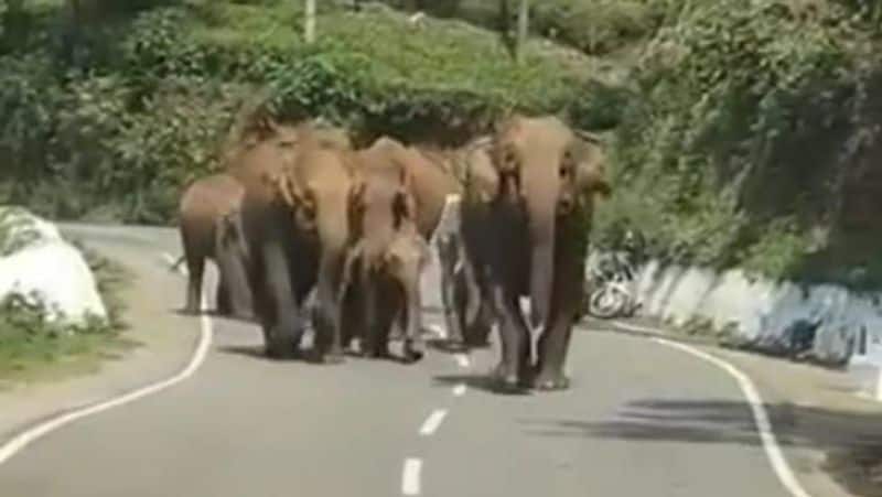 Coonoor Elephants chase away tourists trying to provoke the herd for clicking selfies