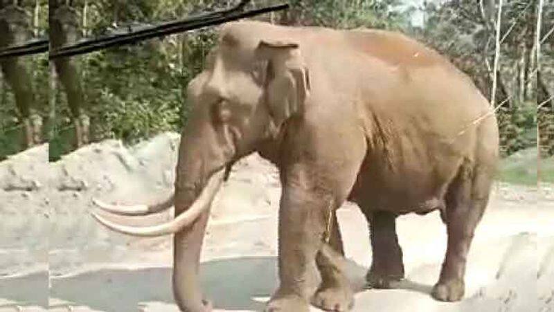 Windshield Of Kerala Bus Cracks During Elephant Encounter.. viral video