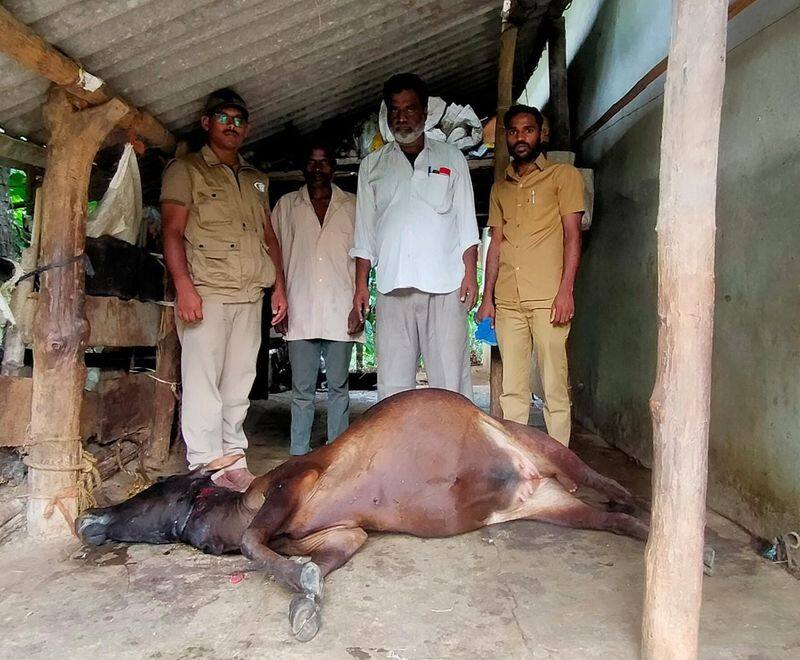 Villagers Anxiety Due to Tiger Attack on Livestock at Mudigere in Chikkamagaluru grg 