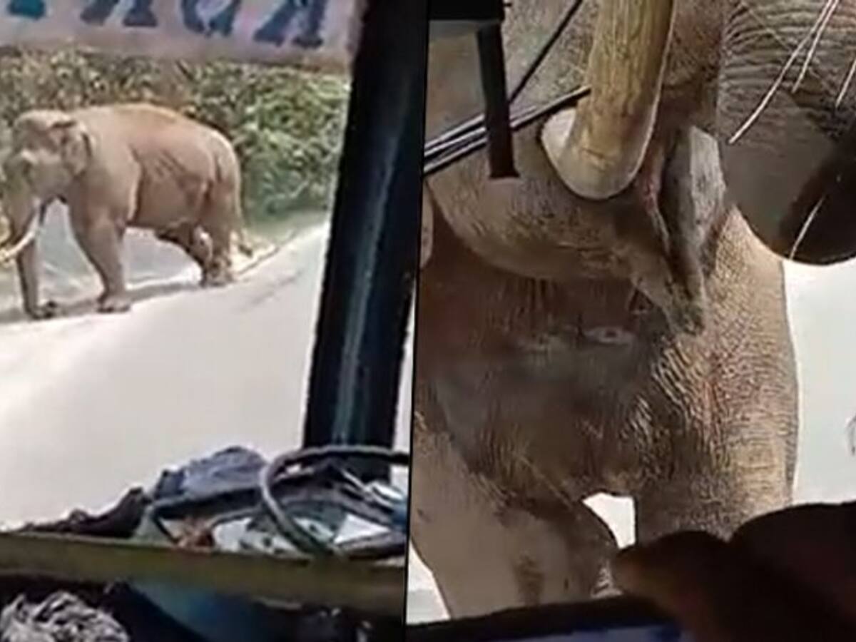 Elephant comes across a passenger bus in Kerala, breaks the windshield;  watch
