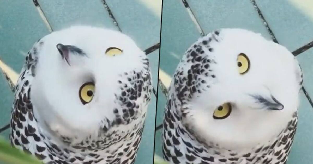 Viral video Owl rotates head upside down; confused netizens