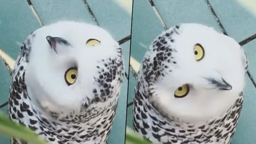 Viral video Owl rotates head upside down; confused netizens