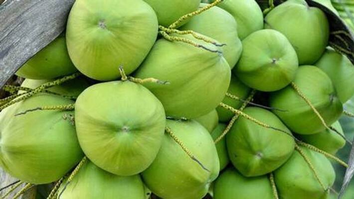 tender Coconut price Falls Down in Market snr tender Coconut price Falls Down in Market snr