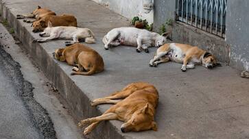 Stray dogs picked up in illegal, cruel fashion in the wake of G20 Summit, sparks outrage WATCH AJR Stray dogs picked up in illegal, cruel fashion in the wake of G20 Summit, sparks outrage WATCH AJR
