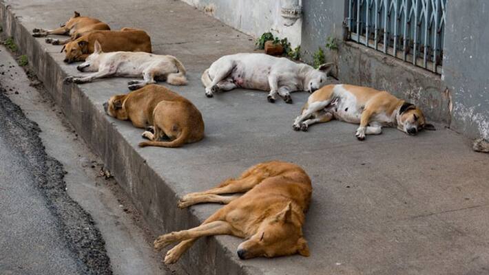 Dog bites and rabies deaths also increased in the state Dog bites and rabies deaths also increased in the state