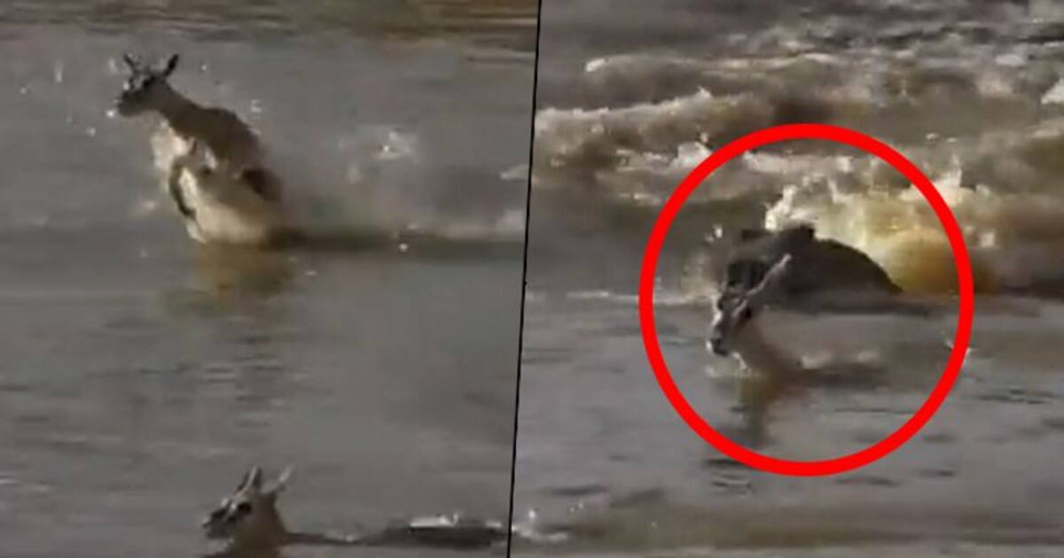 Mother deer sacrifices life to protect her baby from a crocodile; watch  heartbreaking video