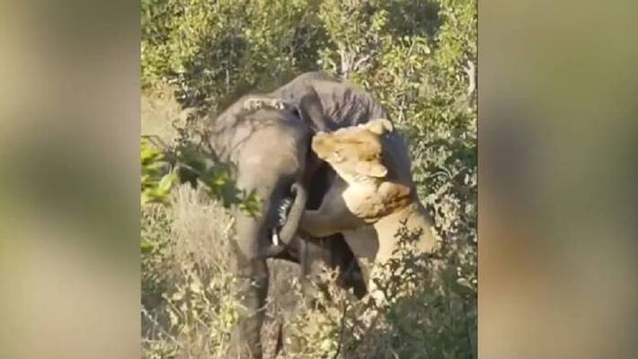 lioness fight with elephant lioness fight with elephant