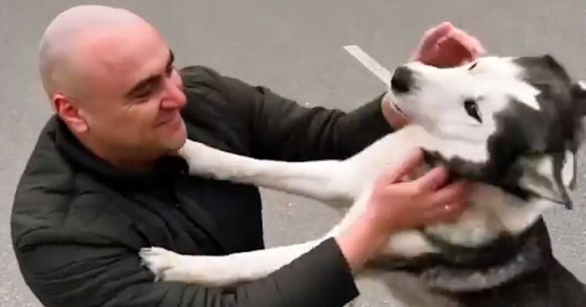Watch Dog crying after reuniting with its owner in wartorn Ukraine; leaves netizens emotional