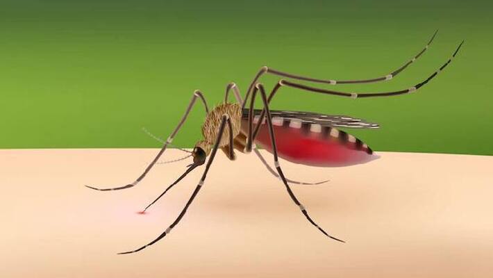 argument over the appearance of a mosquito man attacked roommate argument over the appearance of a mosquito man attacked roommate