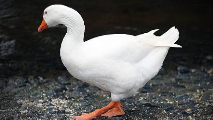 geese banned from canal geese banned from canal