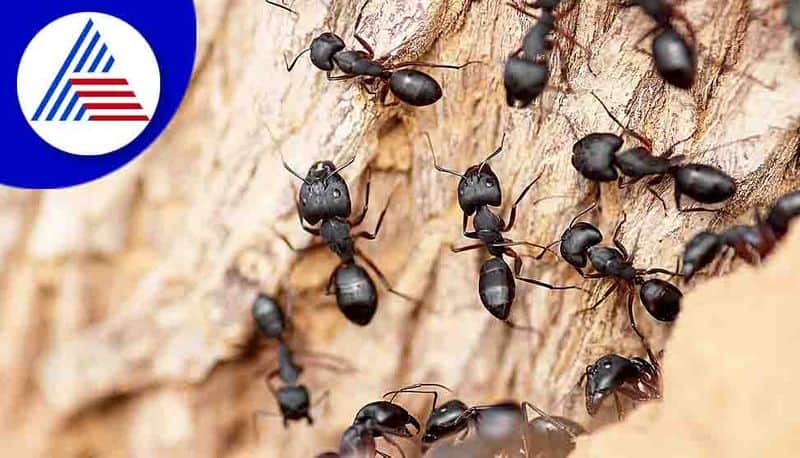 according to vastu shastra black and red ants in house indicates auspicious or inauspicious sign in tamil mks