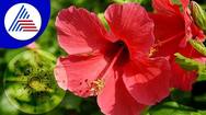 amazing health benefits of hibiscus flower in tamil mks 