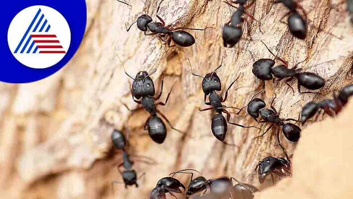 Wife murders husband after quarrel over ants in rice in Odisha Wife murders husband after quarrel over ants in rice in Odisha