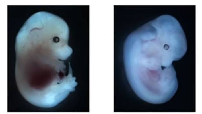 fatherless mice have been created in the lab using only un fertilised mouse eggs fatherless mice have been created in the lab using only un fertilised mouse eggs