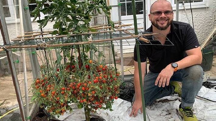 1269 tomatoes in single plant stem 1269 tomatoes in single plant stem