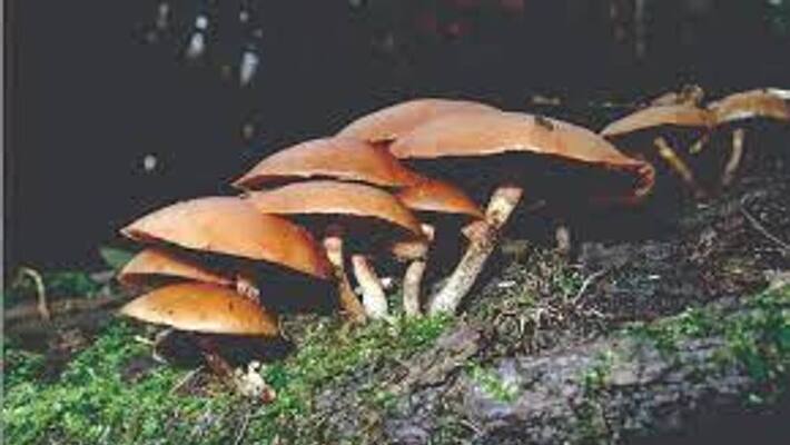 Father and Son Die In Suspicion Of Consuming Poisonous Mushroom at Belthangady gvd Father and Son Die In Suspicion Of Consuming Poisonous Mushroom at Belthangady gvd