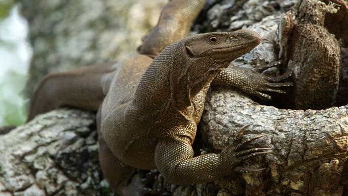 Four arrested for gang-raping Bengal monitor lizard in Maharashtra - adt Four arrested for gang-raping Bengal monitor lizard in Maharashtra - adt