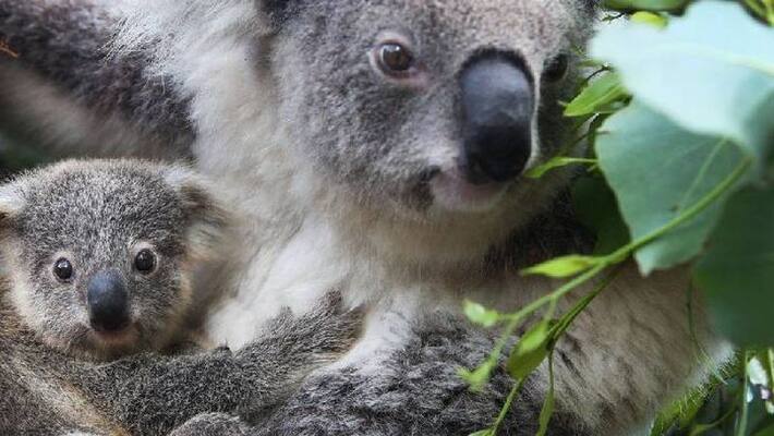 freeze sperm to protect koalas says researchers freeze sperm to protect koalas says researchers