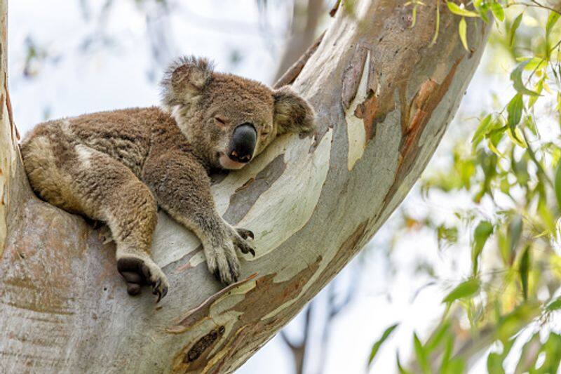 freeze sperm to protect koalas says researchers  