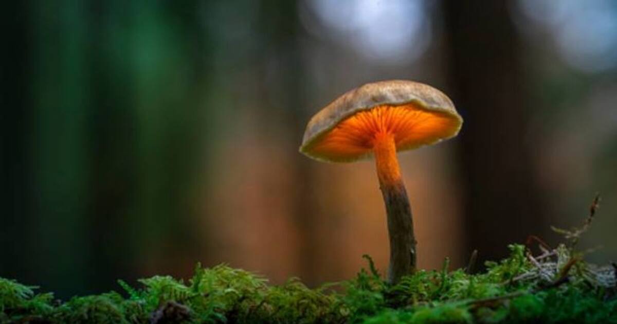 Mushroom communication മനുഷ്യർ മാത്രമല്ല, കൂണുകളും പരസ്പരം