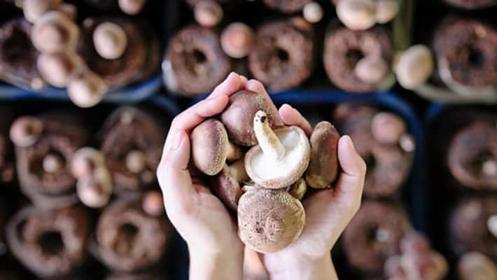 Know why mushrooms are good for diabetes bpsb Know why mushrooms are good for diabetes bpsb