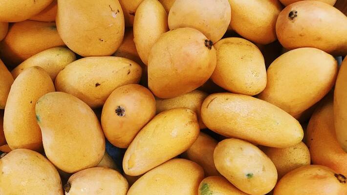 Eating Mangoes Will Not Lead To Weight Gain Says Nutritionist Eating Mangoes Will Not Lead To Weight Gain Says Nutritionist