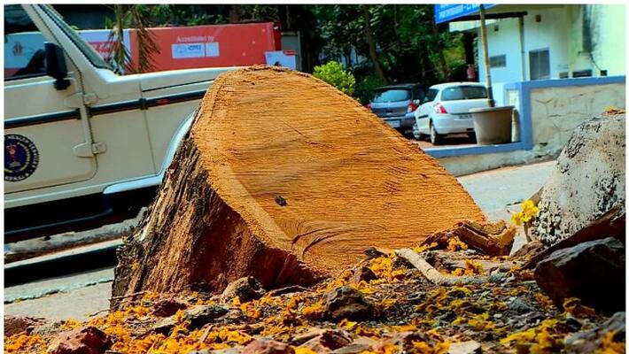 the investigation into the felling of trees from the hospital premises went nowhere the investigation into the felling of trees from the hospital premises went nowhere