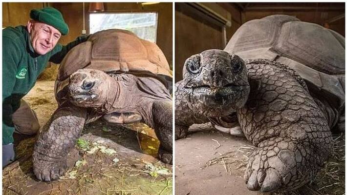 Blackpool Zoos giant tortoise Darwin dies aged 105 Blackpool Zoos giant tortoise Darwin dies aged 105