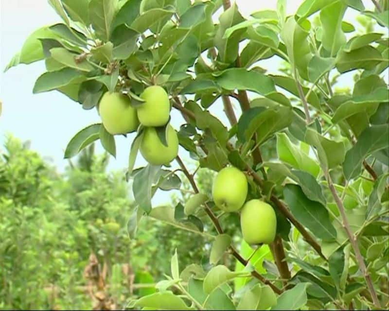 Chitradurga farmer Earns profit In himachal apple farming rbj