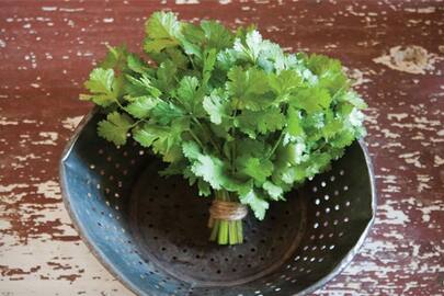 health benefits of coriander leaves