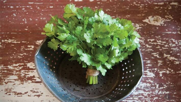 health benefits of coriander leaves and ways to consume it health benefits of coriander leaves and ways to consume it
