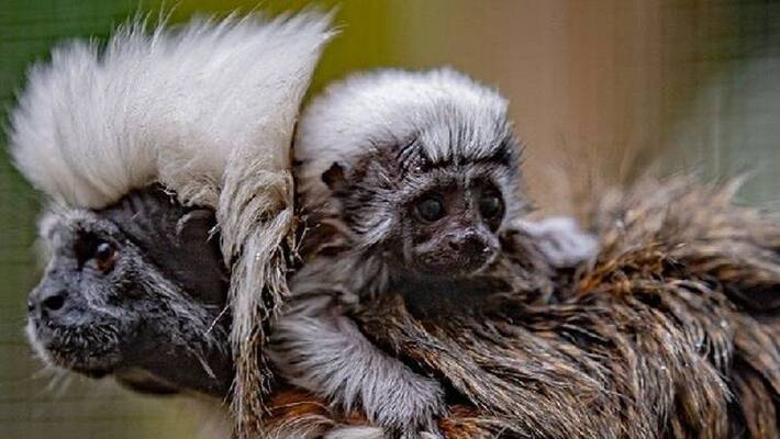 cotton top tamarin monkey born cotton top tamarin monkey born