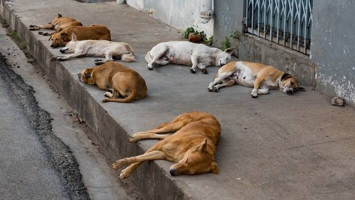 court acquits saji manjakkadanban on killing street dog case court acquits saji manjakkadanban on killing street dog case