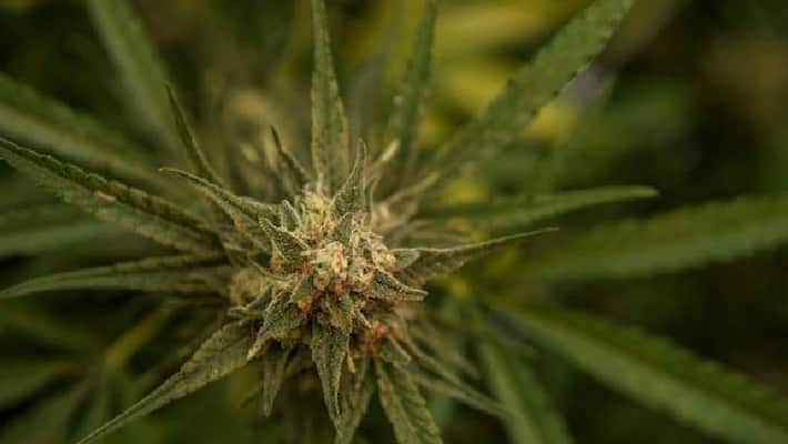 cop who checked marijuana attacked by growers in karnataka maharashtra border cop who checked marijuana attacked by growers in karnataka maharashtra border