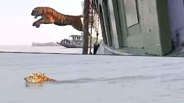 Watch Bengal Tiger