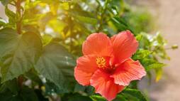 What happens if we eat hibiscus flowers daily? rsl