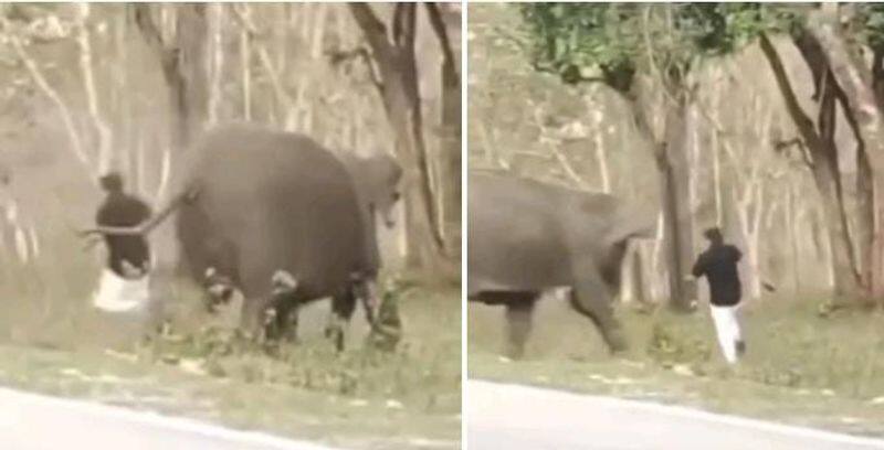 The incident in which a tourist was chased by a wild elephant into the forest has caused a stir