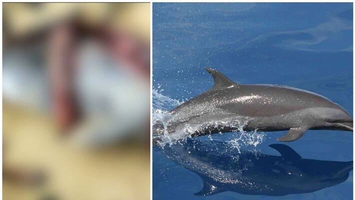Attempt to sell dolphin meat in poonthura thiruvananthapuram police case registered Attempt to sell dolphin meat in poonthura thiruvananthapuram police case registered