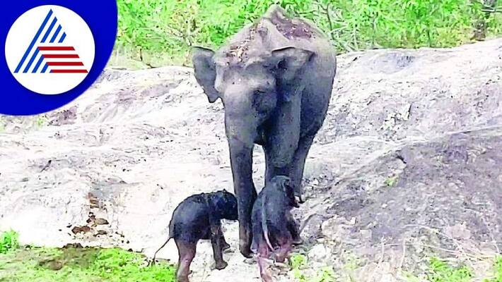 wild Elephant Appeared with twin cub in Bandipur Karnataka akb wild Elephant Appeared with twin cub in Bandipur Karnataka akb