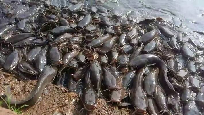 Banned African Mushi Farming destroy by Fisheries Department Banned African Mushi Farming destroy by Fisheries Department