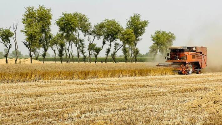 india will not import wheat have sufficient stock for peoples says centre india will not import wheat have sufficient stock for peoples says centre