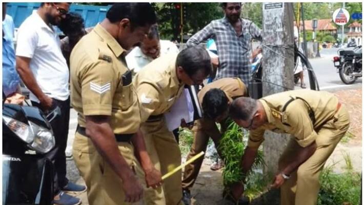 Excise destroyed Cannabis plant in Karunagappally Excise destroyed Cannabis plant in Karunagappally