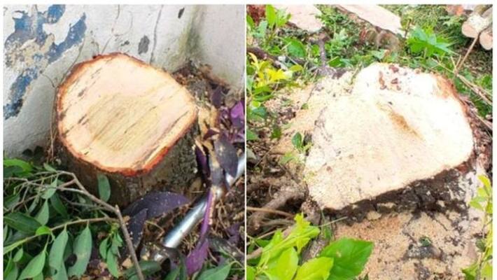 sandalwood trees stolen from ramakkalmedu sandalwood trees stolen from ramakkalmedu