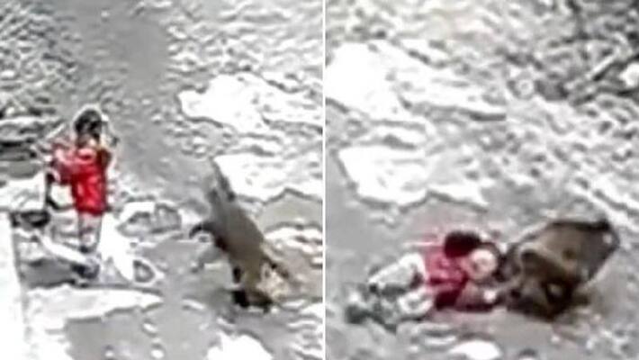monkey attacking little girl video monkey attacking little girl video