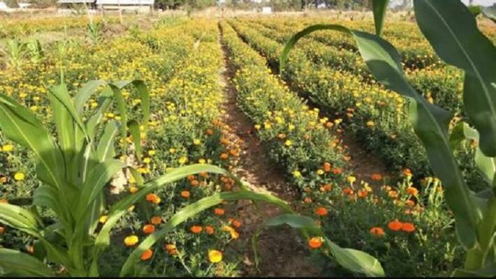 Farmers lives have been disrupted by mechanization snr Farmers lives have been disrupted by mechanization snr