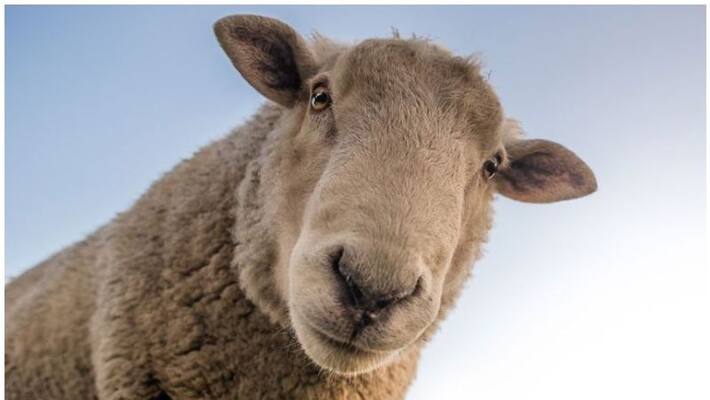 Forty sheep stolen from rest house during Iftar in Kuwait Forty sheep stolen from rest house during Iftar in Kuwait