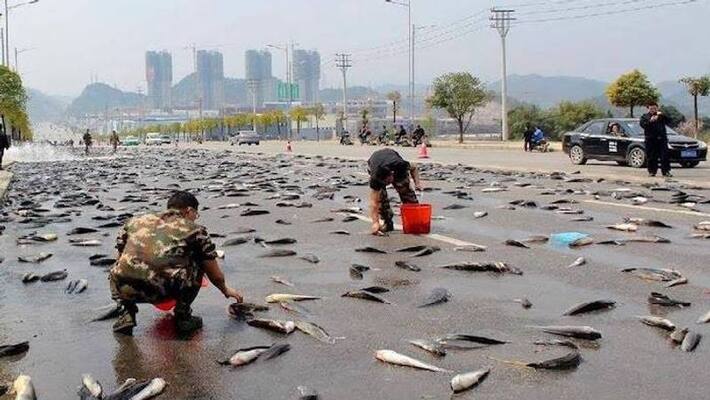 Lluvia De Peces strange fish rain Lluvia De Peces strange fish rain