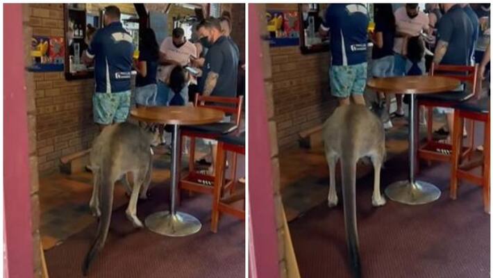 Kangaroo casually walks into a bar in Australia Kangaroo casually walks into a bar in Australia